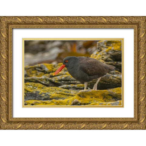 Carcass Island Blackish oystercatcher Gold Ornate Wood Framed Art Print with Double Matting by Illg, Cathy and Gordon