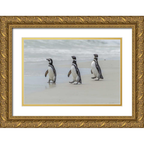 East Falkland Magellanic penguins on beach Gold Ornate Wood Framed Art Print with Double Matting by Illg, Cathy and Gordon