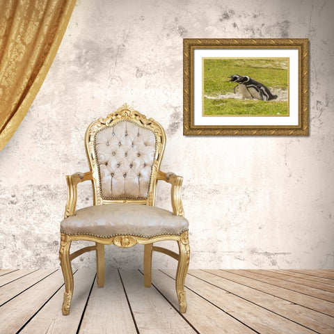 East Falkland Magellanic penguins braying Gold Ornate Wood Framed Art Print with Double Matting by Illg, Cathy and Gordon