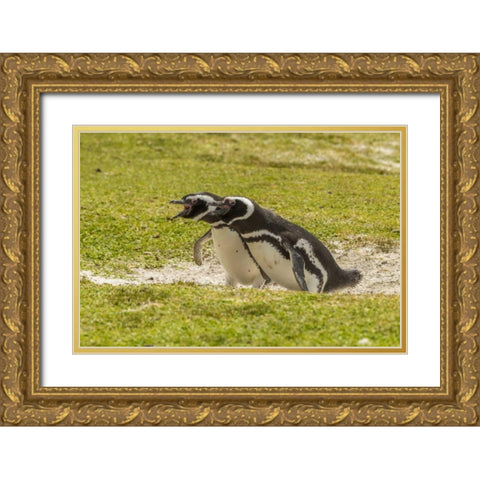 East Falkland Magellanic penguins braying Gold Ornate Wood Framed Art Print with Double Matting by Illg, Cathy and Gordon