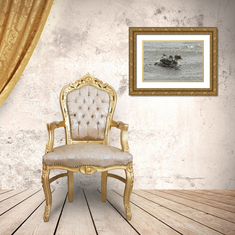 Sea Lion Island Silvery grebe with chick on back Gold Ornate Wood Framed Art Print with Double Matting by Illg, Cathy and Gordon