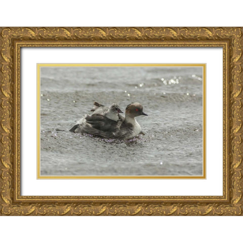 Sea Lion Island Silvery grebe with chick on back Gold Ornate Wood Framed Art Print with Double Matting by Illg, Cathy and Gordon