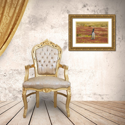 Sea Lion Island Magellanic penguin braying Gold Ornate Wood Framed Art Print with Double Matting by Illg, Cathy and Gordon