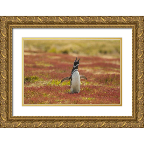 Sea Lion Island Magellanic penguin braying Gold Ornate Wood Framed Art Print with Double Matting by Illg, Cathy and Gordon