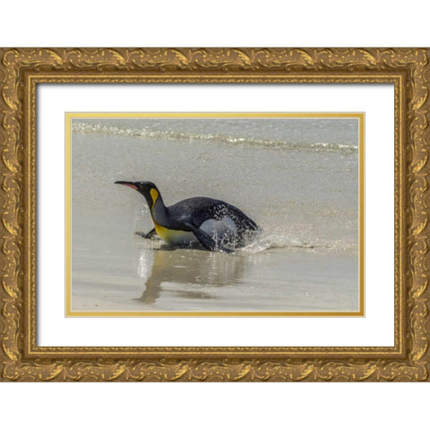 East Falkland King penguin on beach Gold Ornate Wood Framed Art Print with Double Matting by Illg, Cathy and Gordon