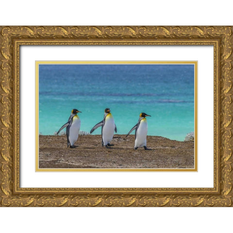 East Falkland King penguins walking Gold Ornate Wood Framed Art Print with Double Matting by Illg, Cathy and Gordon