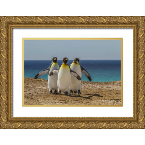 East Falkland, Volunteer Point King penguins Gold Ornate Wood Framed Art Print with Double Matting by Illg, Cathy and Gordon