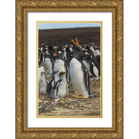 East Falkland Gentoo penguin colony Gold Ornate Wood Framed Art Print with Double Matting by Illg, Cathy and Gordon