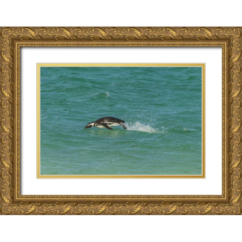 Bleaker Island Magellanic penguin breaching Gold Ornate Wood Framed Art Print with Double Matting by Illg, Cathy and Gordon