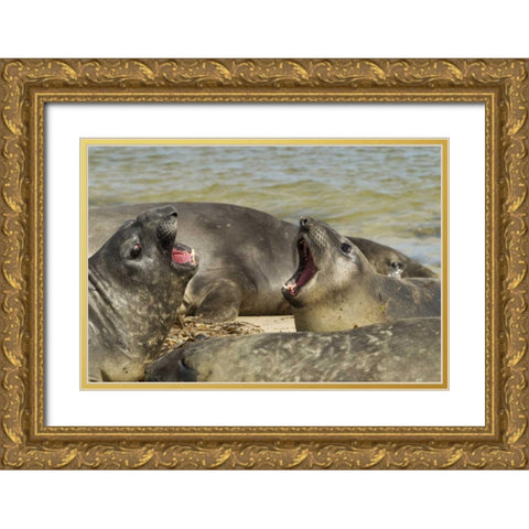 Carcass Island Southern elephant seals arguing Gold Ornate Wood Framed Art Print with Double Matting by Illg, Cathy and Gordon