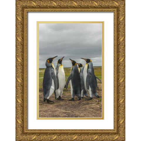 Falkland Islands, Volunteer Point King penguins Gold Ornate Wood Framed Art Print with Double Matting by Illg, Cathy and Gordon
