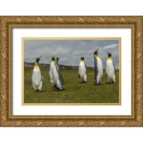 East Falkland Members of king penguin colony Gold Ornate Wood Framed Art Print with Double Matting by Illg, Cathy and Gordon