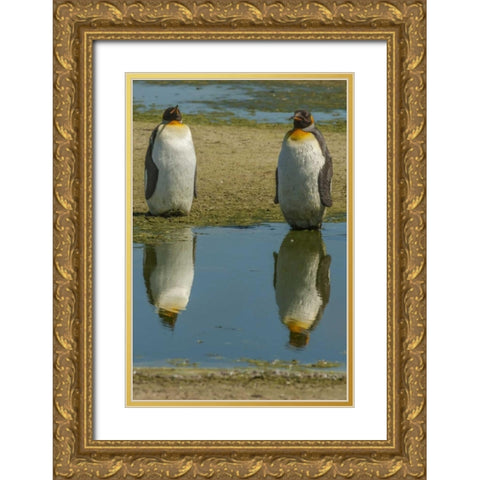 East Falkland King penguins reflecting in water Gold Ornate Wood Framed Art Print with Double Matting by Illg, Cathy and Gordon