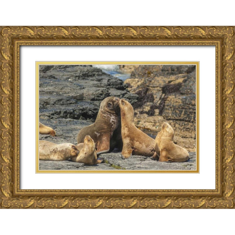 Bleaker Island Southern sea lions near water Gold Ornate Wood Framed Art Print with Double Matting by Illg, Cathy and Gordon