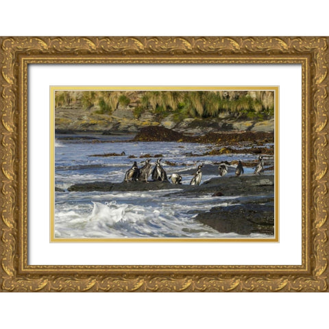 Sea Lion Island Magellanic penguins and surf Gold Ornate Wood Framed Art Print with Double Matting by Illg, Cathy and Gordon