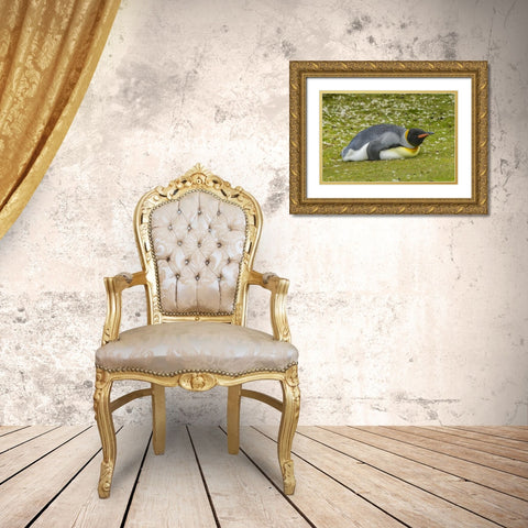 East Falkland King penguin lying on grass Gold Ornate Wood Framed Art Print with Double Matting by Illg, Cathy and Gordon