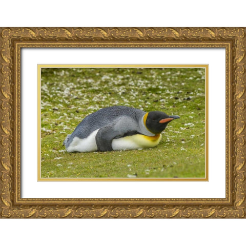 East Falkland King penguin lying on grass Gold Ornate Wood Framed Art Print with Double Matting by Illg, Cathy and Gordon