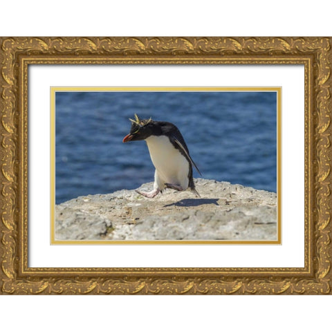 Bleaker Island Rockhopper penguin hopping Gold Ornate Wood Framed Art Print with Double Matting by Illg, Cathy and Gordon