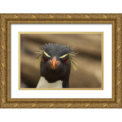 Saunders Island Rockhopper penguin portrait Gold Ornate Wood Framed Art Print with Double Matting by Illg, Cathy and Gordon