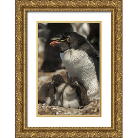 Bleaker Island Rockhopper penguin and chicks Gold Ornate Wood Framed Art Print with Double Matting by Illg, Cathy and Gordon