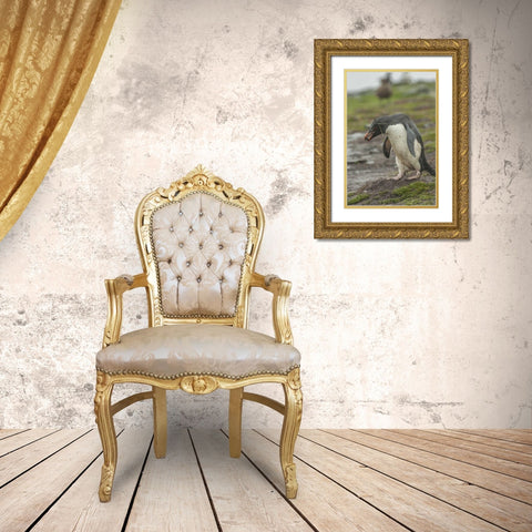 Bleaker Island Rockhopper penguin with pebble Gold Ornate Wood Framed Art Print with Double Matting by Illg, Cathy and Gordon