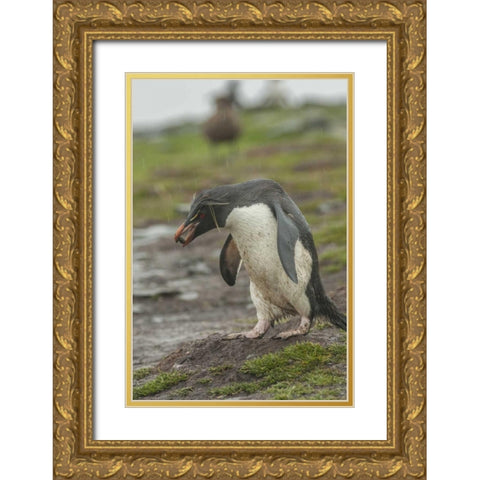 Bleaker Island Rockhopper penguin with pebble Gold Ornate Wood Framed Art Print with Double Matting by Illg, Cathy and Gordon