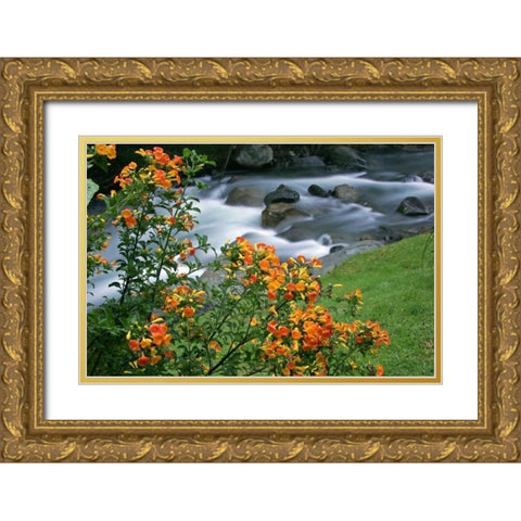 Costa Rica, Savegre River Valley Wildflowers Gold Ornate Wood Framed Art Print with Double Matting by Illg, Cathy and Gordon