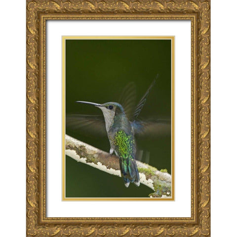 Costa Rica, Crowned wood nymph butterfly Gold Ornate Wood Framed Art Print with Double Matting by Illg, Cathy and Gordon