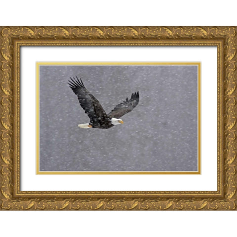 AK, Chilkat Bald eagle flying through snowstorm Gold Ornate Wood Framed Art Print with Double Matting by Illg, Cathy and Gordon