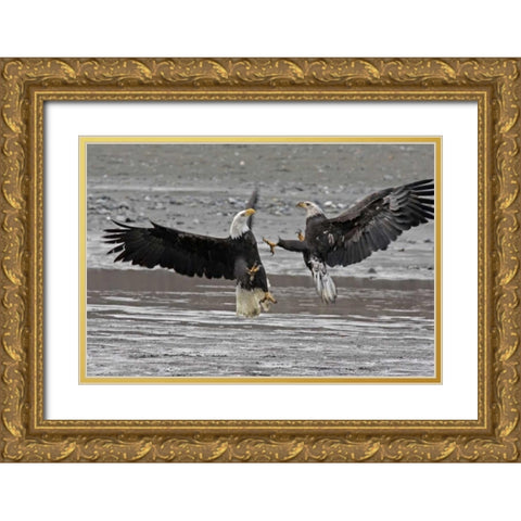 AK, Chilkat Two bald eagles fighting Gold Ornate Wood Framed Art Print with Double Matting by Illg, Cathy and Gordon