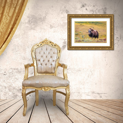 USA- Alaska- Noatak National Preserve. Bull Muskox on the arctic tundra. Gold Ornate Wood Framed Art Print with Double Matting by Norrsell, Fredrik