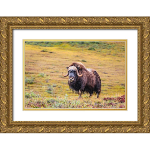 USA- Alaska- Noatak National Preserve. Bull Muskox on the arctic tundra. Gold Ornate Wood Framed Art Print with Double Matting by Norrsell, Fredrik