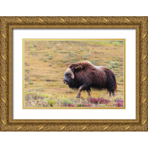 USA- Alaska- Noatak National Preserve. Bull Muskox on the arctic tundra. Gold Ornate Wood Framed Art Print with Double Matting by Norrsell, Fredrik
