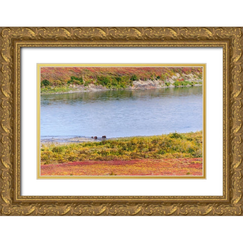 USA- Alaska- Noatak National Preserve. Muskox- a bull- a cow and a calf- along the Noatak River. Gold Ornate Wood Framed Art Print with Double Matting by Norrsell, Fredrik