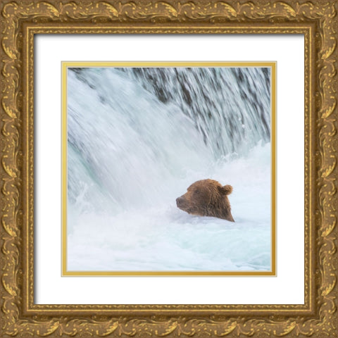 Alaska- Brooks Falls. Grizzly bear swims at the base of the falls. Gold Ornate Wood Framed Art Print with Double Matting by Muir, Janet