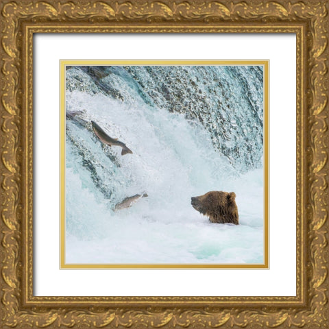Alaska- Brooks Falls. Grizzly bear at the base of the falls watching fish jump. Gold Ornate Wood Framed Art Print with Double Matting by Muir, Janet