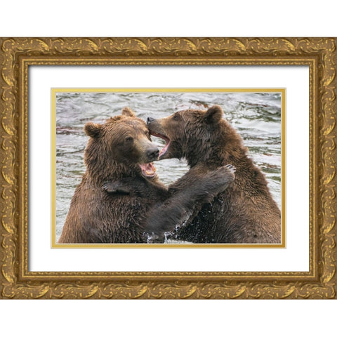 Alaska- Brooks Falls- Two young grizzly bears playing. Gold Ornate Wood Framed Art Print with Double Matting by Muir, Janet