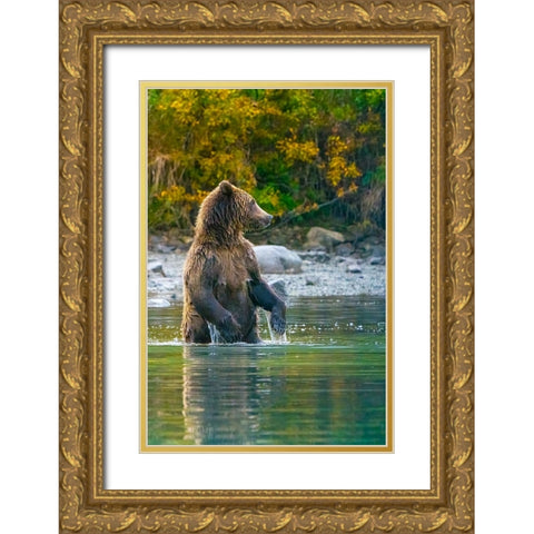 Alaska- Lake Clark. Grizzly bear stands up in the water. Gold Ornate Wood Framed Art Print with Double Matting by Muir, Janet