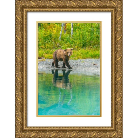 Alaska- Lake Clark. Young grizzly bear walks along the shoreline. Gold Ornate Wood Framed Art Print with Double Matting by Muir, Janet