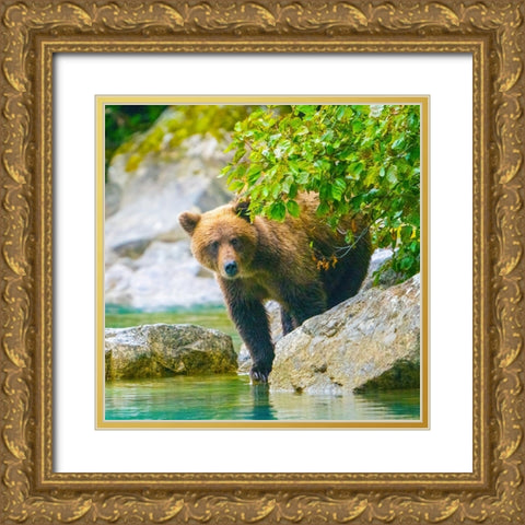 Alaska- Lake Clark. Grizzly bear walks along the shoreline among the boulders. Gold Ornate Wood Framed Art Print with Double Matting by Muir, Janet