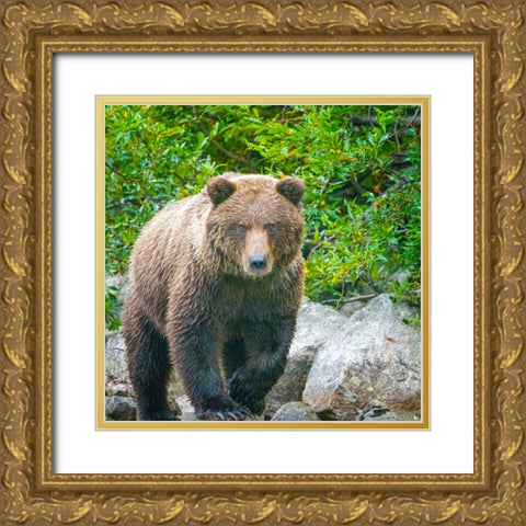 Alaska- Lake Clark. Walking grizzly bear with green foliage in background. Gold Ornate Wood Framed Art Print with Double Matting by Muir, Janet