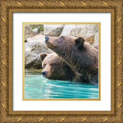 Alaska- Lake Clark. Headshots of two grizzly bears swimming. Gold Ornate Wood Framed Art Print with Double Matting by Muir, Janet