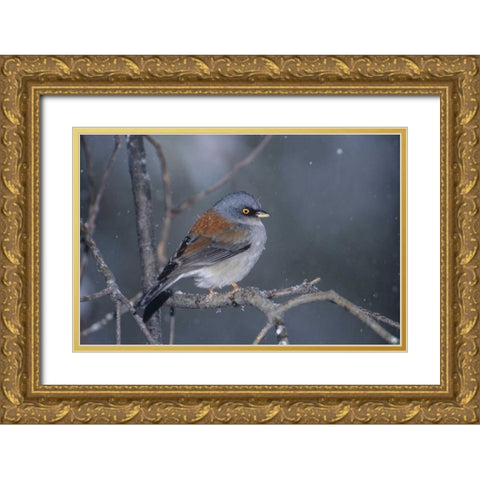 AZ, Madera Canyon Yellow-eyed junco in snowstorm Gold Ornate Wood Framed Art Print with Double Matting by Welling, Dave