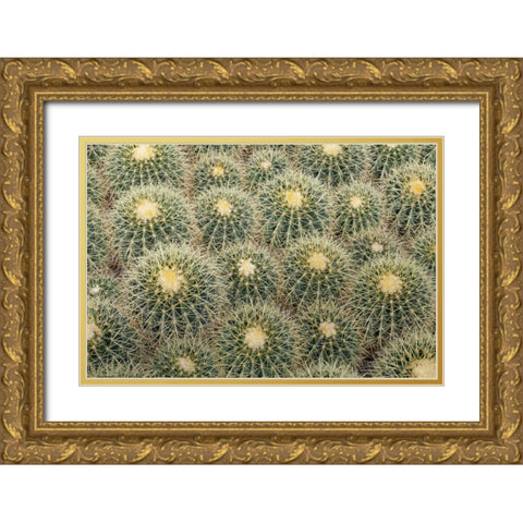 Arizona, Tucson Cactus at Bachs Cactus Nursery Gold Ornate Wood Framed Art Print with Double Matting by Paulson, Don