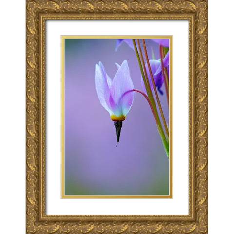 Meadow of Jeffreys Shooting star flowers-Tuolumne Meadows-Yosemite National Park-California Gold Ornate Wood Framed Art Print with Double Matting by Jones, Adam