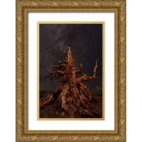 Bristlecone pine and Milky Way-White Mountains-Inyo National Forest-California Gold Ornate Wood Framed Art Print with Double Matting by Jones, Adam