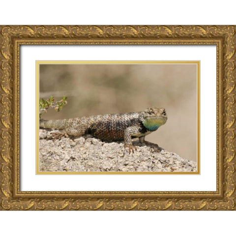 CA, Joshua Tree NPYellow-backed spiny lizard Gold Ornate Wood Framed Art Print with Double Matting by Welling, Dave
