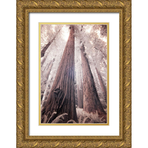 California Redwood National Park-infrared of Redwood forest Gold Ornate Wood Framed Art Print with Double Matting by Eggers, Terry