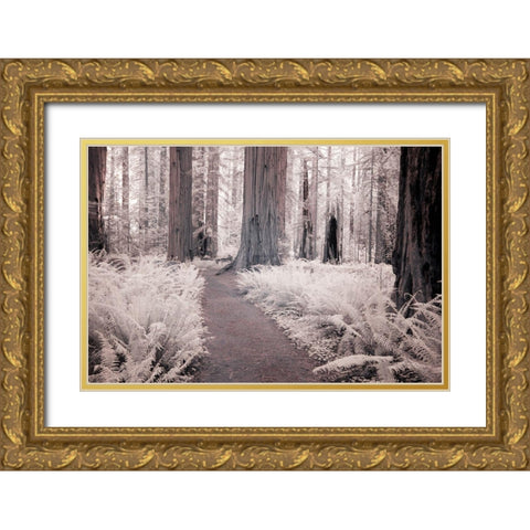 California Redwood National Park-infrared of Redwood forest along hiking trail Gold Ornate Wood Framed Art Print with Double Matting by Eggers, Terry