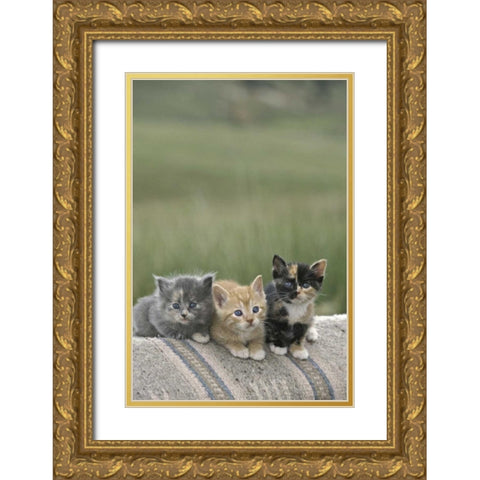CO, Divide Barn kittens pose on a horse blanket Gold Ornate Wood Framed Art Print with Double Matting by Grall, Don